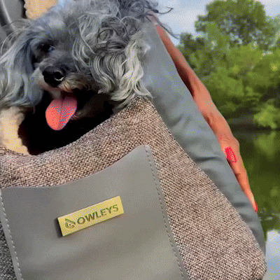 dog-carrier-car-seat-pearl-purse-owleys